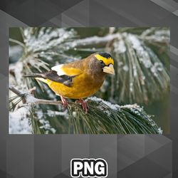 Animal Rights Awareness PNG Evenimg Grosbeak PNG For Sublimation Print_PNG_Design High Quality For Decor