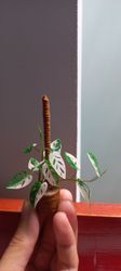 Miniature Philodendron adasonii var alba plant made from clay