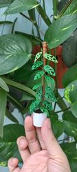 Miniature Monstera Adansonii made from clay