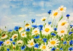 Daisies and cornflores The blooming field Original watercolor painting