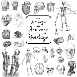 Anatomy Overlays Set - The Identification And Description Of The Body Structures