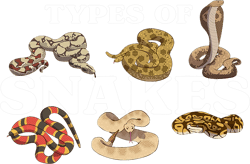 Python Lover Snake Reptile Python Herpetology Ophiology