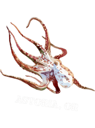 Octopus Lover Astoria OR Octopus Design Marine Wildlife Animal Lover