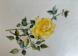 Watercolor painting of roses. Yellow rose