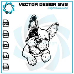 Bulldog SVG, Bulldog PNG, Bulldog Vector, Bulldog, SVG, PNG, EPS, digital download 13