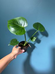 Monstera Deliciousa in a nursery pot, easy care indoor plant, low light houseplant, Air purifying Rare Monstera plant