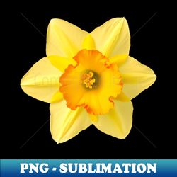 yellow daffodil flower graphic art print 1 - unique sublimation png download