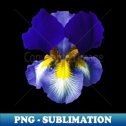blue iris graphic art print - retro png sublimation digital download
