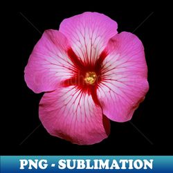 pink petunia flower graphic art print - high-resolution png sublimation file