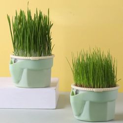 cat snack mint planting hydroponic plastic box cat pot contrast hydroponic det cat grass plant bowl without seed garden