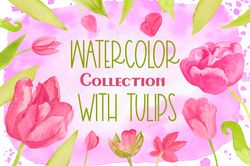Collection with Watercolor pink tulips.Png Clip Art flowers.