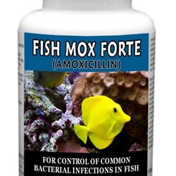 fish mox Aquarium Treatment Fish Mox Forte 500mg Capsules 100 amoxi