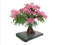 artificial-Azalea-tree-bonsai-pink-on-white-background-1.jpg