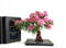 artificial-Azalea-tree-bonsai-pink-on-white-background-with-books.jpg