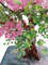 Beaded-branches-Azalea-artificial-tree.jpg