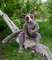 artist-toy-monkey-lemur-galago-by-galina-zharkova (1).jpg