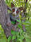 cute-handmade-monkey-lemur-galago.jpg