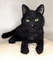artist-toy-cat-realistic-black-plush-collectible (1).jpg