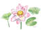 Pink Lotus and Leaves Watercolor II 1.jpg