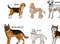 Poster Dogs Sketches Set_3.jpg