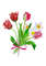 Poster Bouquet of tulips and narcissuses-06 A4 size_1.JPG
