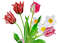 Poster Bouquet of tulips and narcissuses-06 A4 size_3.jpg