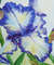 White Blue Iris_29x24_2.jpg