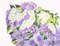 Bouquet of Lilac 2 5.jpg
