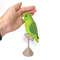 Green Parrotlet bird.jpeg