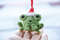 christmas-hat-frog