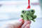 frog-christmas-tree-decor
