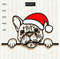 Christmas-French-bulldog-in-Santa-hat.jpg