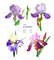 Irises flowers_1_1_1.jpg