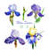 Irises flowers_1_1.jpg