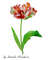 Digital clipart with tulips_1_cover_5.jpg