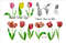 Digital clipart with tulips_new cov 2.jpg