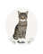 Custom-pet-Portrait-cat-illustration-3.jpg