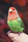 Felted red-cheeked lovebird_Realistic toy bird parrot_Needle felting art doll animal (8).jpg