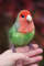 Felted red-cheeked lovebird_Realistic toy bird parrot_Needle felting art doll animal (6).jpg