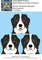 Bernese Dog.jpg