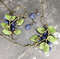 jewelry-with-blueberries-and-leaves-polymer-clay-on-branch-3.jpg