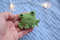 frog-Brooch-scarf-Pin
