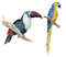 parrot4.jpg