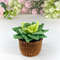 crochet-miniature-plants