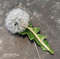 dandelion-brooch-pin.jpg