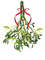 Branch of mistletoe.jpg