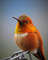 hummingbird-g9ae2e2843_1920.jpg
