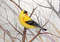 american goldfinch by Anne Gorywine