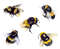 bumblebee set.jpg