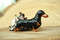 figurine black and tan dachshund